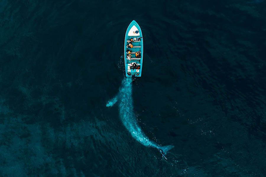 航拍摄影:推着游船的灰鲸